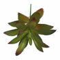 Aeonium Arboreum suculento artificial 14 cm