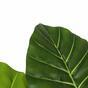 Árbol de Colocasia artificial que florece 140 cm