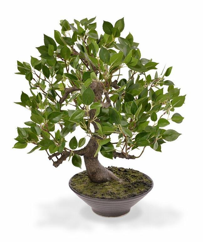 Bonsai artificial Fikus Wiandi 45 cm