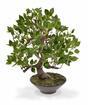 Bonsai artificial Fikus Wiandi 45 cm