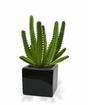 Cactus artificial Euphorbia 20 cm