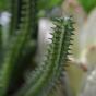 Cactus artificial Euphorbia 20 cm