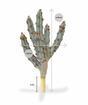 Cactus artificial Tetragonus Marrón 35 cm