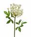 Crema de eneldo de tallo artificial 55 cm