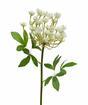 Crema de eneldo de tallo artificial 55 cm