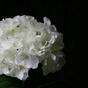 Crema de hortensias de plantas artificiales 45 cm