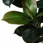 Philodendron artificial 180 cm
