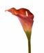 Flor artificial Calla orange 55 cm