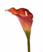 Flor artificial Calla orange 55 cm