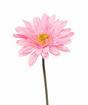 Flor de gerbera artificial rosa 60 cm