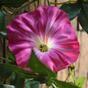 Guirnalda artificial Petunia rosa 180 cm