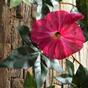 Guirnalda artificial Petunia rosa 180 cm