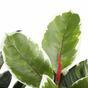 Ficus artificial con hojas de lira 150 cm