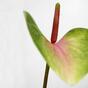 Hoja artificial Anthurium rosa-verde 50 cm