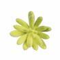 Suculento artificial de loto Echeveria verde 9 cm