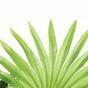 Palma artificial Livistona mini 160 cm