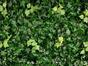 Panel de hojas artificiales Ivy - 50x50 cm