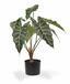 Planta artificial Allocasia Amazonica 60 cm