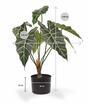 Planta artificial Allocasia Amazonica 60 cm