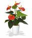 Planta artificial Anthurium rojo 40 cm