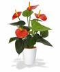 Planta artificial Anthurium rojo 40 cm
