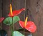 Planta artificial Anthurium rojo 40 cm