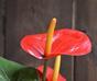 Planta artificial Anthurium rojo 40 cm