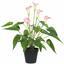 Planta artificial Calla blanco-rosa 50 cm