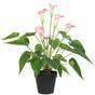 Planta artificial Calla blanco-rosa 50 cm