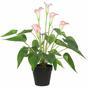 Planta artificial Calla blanco-rosa 50 cm