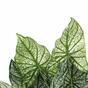 Planta artificial Calladium bicolor 50 cm