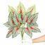 Planta artificial Calladium multicolor 50 cm