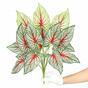 Planta artificial Calladium multicolor 50 cm