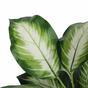 Planta artificial Dífenbachia blanca 50 cm