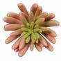 Planta artificial Echeveria rosa 11 cm