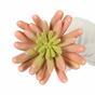 Planta artificial Echeveria rosa 11 cm