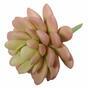 Planta artificial Echeveria de color de salmon 9.5 cm