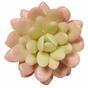 Planta artificial Echeveria de color de salmon 9.5 cm