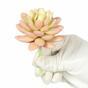 Planta artificial Echeveria de color de salmon 9.5 cm