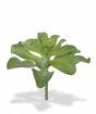 Planta artificial Eševéria 20 cm