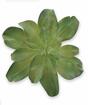 Planta artificial Eševéria 20 cm