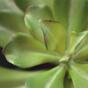 Planta artificial Eševéria 20 cm