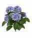 Planta artificial Hortensia azul 40 cm
