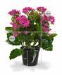 Planta artificial Kalanchoa violeta 30 cm