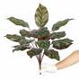 Planta artificial Kalatea 50 cm