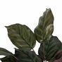 Planta artificial Kalatea 50 cm