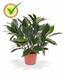 Planta artificial Laurel derecha 35 cm