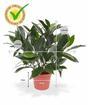 Planta artificial Laurel derecha 35 cm
