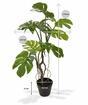 Planta artificial Monstera 70 cm