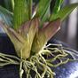 Planta artificial Orchidea Oncídium 80 cm